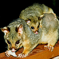 Buy canvas prints of Possum And Baby by Shaun Carling