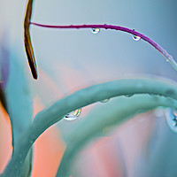 Buy canvas prints of Sunrise In A Raindrop by Shaun Carling