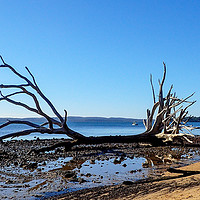 Buy canvas prints of Tree On The Beach, Coochie Mudlo Island by Shaun Carling