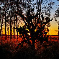 Buy canvas prints of Prickly Pear Sunset by Shaun Carling