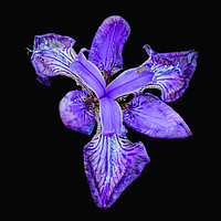 Buy canvas prints of The Blue Iris by Shaun Carling