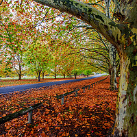 Buy canvas prints of Autumn Colours In Tenterfield by Shaun Carling