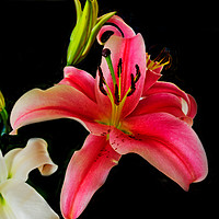 Buy canvas prints of Asiatic Lilies by Shaun Carling