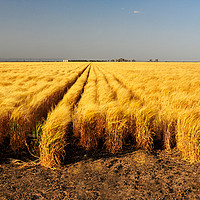 Buy canvas prints of Wheat Fields On The Darling Downs by Shaun Carling