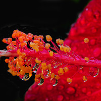 Buy canvas prints of Hibiscus And Raindrops by Shaun Carling
