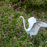 Buy canvas prints of The White Heron by Shaun Carling