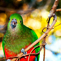 Buy canvas prints of Female King Parrot by Shaun Carling