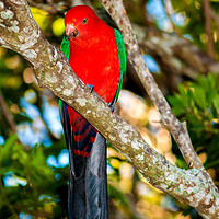 Buy canvas prints of Male King Parrot by Shaun Carling