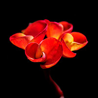 Buy canvas prints of Red Flower by Shaun Carling