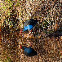 Buy canvas prints of Moorhen Reflections by Shaun Carling
