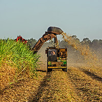 Buy canvas prints of Harvesting The Cane Fields by Shaun Carling