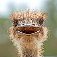 Buy canvas prints of Ozzie Ostrich by Shaun Carling