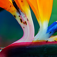 Buy canvas prints of Bird Of Paradise With Raindrop And Ants by Shaun Carling