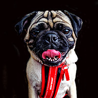 Buy canvas prints of The Pug-alist by Shaun Carling