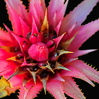 Buy canvas prints of Tropical Bromeliad by Shaun Carling