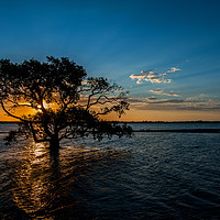Buy canvas prints of Sunset Over The Mangroves by Shaun Carling