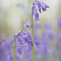 Buy canvas prints of Bluebell Woodland by Eileen Wilkinson ARPS EFIAP