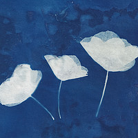 Buy canvas prints of Poppies  by Eileen Wilkinson ARPS EFIAP
