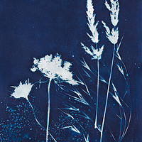 Buy canvas prints of Blue grasses by Eileen Wilkinson ARPS EFIAP