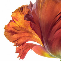 Buy canvas prints of Tulip Beauty by Eileen Wilkinson ARPS EFIAP