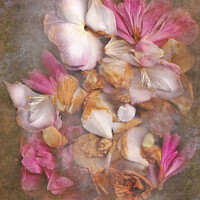 Buy canvas prints of Fallen petals by Eileen Wilkinson ARPS EFIAP
