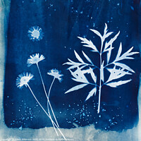 Buy canvas prints of Midnight Blue by Eileen Wilkinson ARPS EFIAP