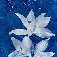 Buy canvas prints of Blue Day Lillies by Eileen Wilkinson ARPS EFIAP