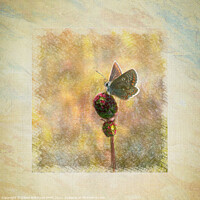 Buy canvas prints of Framed Butterfly by Eileen Wilkinson ARPS EFIAP