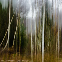 Buy canvas prints of Silver birches by Eileen Wilkinson ARPS EFIAP