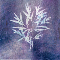 Buy canvas prints of Leafy sun print by Eileen Wilkinson ARPS EFIAP