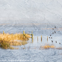 Buy canvas prints of Flood on the Marsh by Eileen Wilkinson ARPS EFIAP