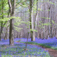 Buy canvas prints of Bluebells in Kings Wood by Eileen Wilkinson ARPS EFIAP