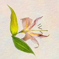 Buy canvas prints of Lily by Eileen Wilkinson ARPS EFIAP