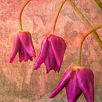 Buy canvas prints of Vintage Tulips by Eileen Wilkinson ARPS EFIAP
