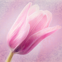 Buy canvas prints of Pink Tulip by Eileen Wilkinson ARPS EFIAP