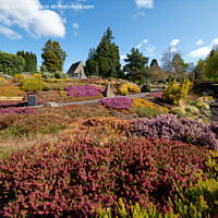 Buy canvas prints of The Heather Collection, Rodney Gardens, Perth by Navin Mistry