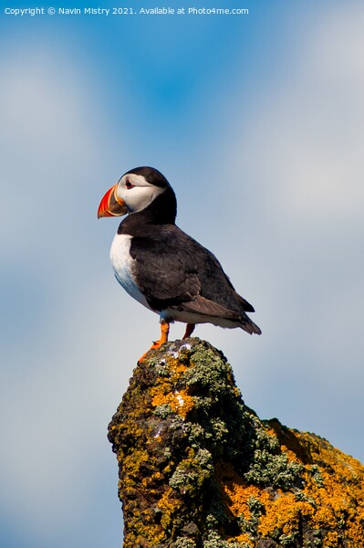 An Atlantic Puffin on the Isle of May Picture Board by Navin Mistry