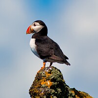 Buy canvas prints of An Atlantic Puffin on the Isle of May by Navin Mistry