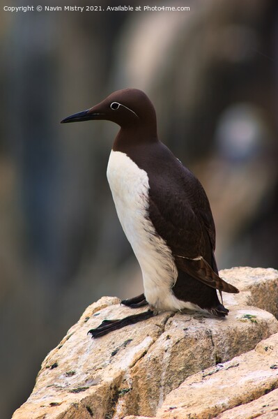 A Common Guillemot, Isle of May Picture Board by Navin Mistry