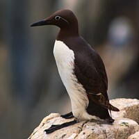 Buy canvas prints of A Common Guillemot, Isle of May by Navin Mistry