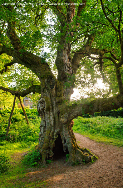 Birnam Oak, Perthshire, Scotland Picture Board by Navin Mistry