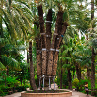 Buy canvas prints of The Imperial Palm Tree by Navin Mistry
