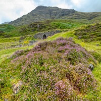 Buy canvas prints of Heather Moorland West Highland Way by Navin Mistry