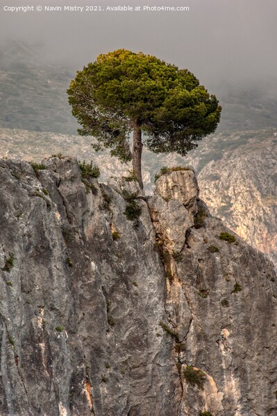 A lone pine tree, El Castell de Guadalest, Costa Blanca, Spain Picture Board by Navin Mistry