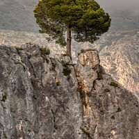 Buy canvas prints of A lone pine tree, El Castell de Guadalest, Costa Blanca, Spain by Navin Mistry