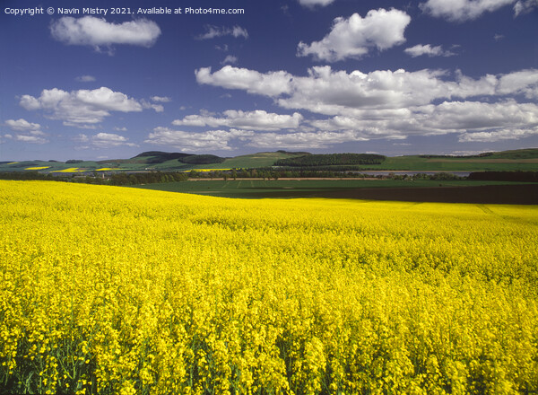 A field of Yellow Rapeseed Oil crop, Perthshire Picture Board by Navin Mistry