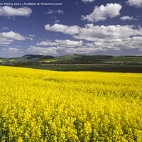Buy canvas prints of A field of Yellow Rapeseed Oil crop, Perthshire by Navin Mistry