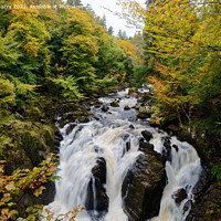 Buy canvas prints of Autumn and Black Linn Falls at The Hermitage  by Navin Mistry