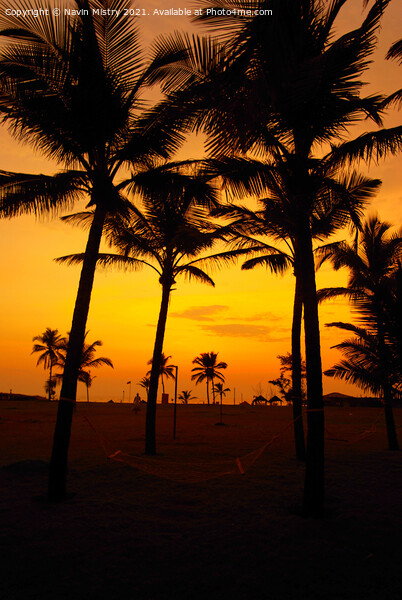 Sunset and Palm Trees, Benhaulim, South Goa, India Picture Board by Navin Mistry