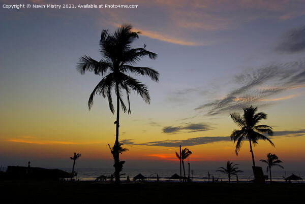 Sunset Palm Trees Benhaulim South Goa India Picture Board by Navin Mistry